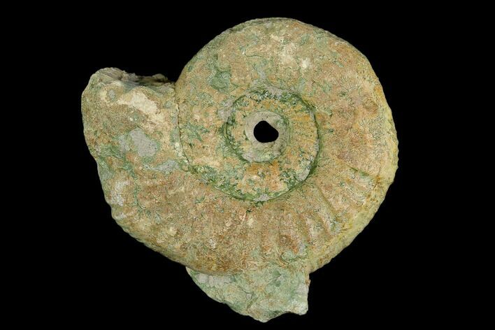 Ammonite (Orthosphinctes) Fossil - Germany #125610